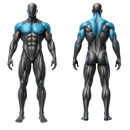 CHEST & DECLINE COMBO çalışan kas görseli